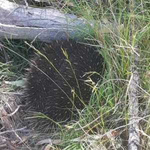 Tachyglossus aculeatus at Mulligans Flat - 25 Feb 2024