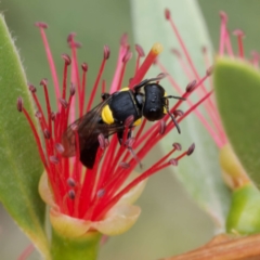 Hylaeus sp. (genus) (A masked bee) at Harrison, ACT - 13 Mar 2024 by DPRees125