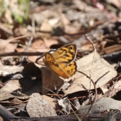 Heteronympha merope (Common Brown Butterfly) at Mulligans Flat - 2 Dec 2023 by HappyWanderer