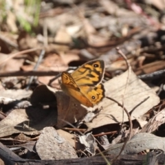 Heteronympha merope (Common Brown Butterfly) at Forde, ACT - 2 Dec 2023 by HappyWanderer