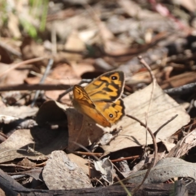 Heteronympha merope (Common Brown Butterfly) at Mulligans Flat - 2 Dec 2023 by HappyWanderer