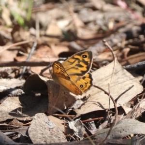 Heteronympha merope at Mulligans Flat - 3 Dec 2023