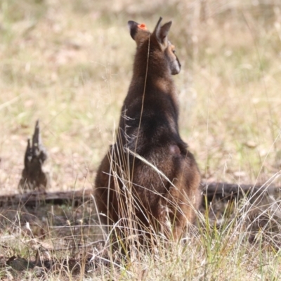 Notamacropus rufogriseus (Red-necked Wallaby) at Forde, ACT - 2 Dec 2023 by HappyWanderer