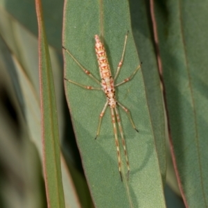 Rayieria basifer at Dickson Wetland Corridor - 7 Mar 2024