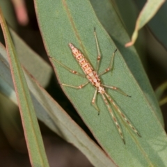 Rayieria basifer at Dickson Wetland Corridor - 7 Mar 2024