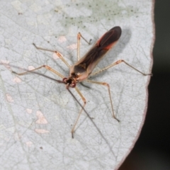 Unidentified Other true bug at Dickson Wetland Corridor - 6 Mar 2024 by AlisonMilton