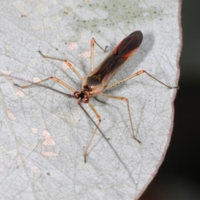 Unidentified Other true bug at Dickson Wetland Corridor - 6 Mar 2024 by AlisonMilton