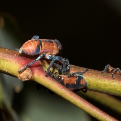 Eurymela fenestrata (Gum tree leafhopper) at Hawker, ACT - 27 Feb 2024 by AlisonMilton