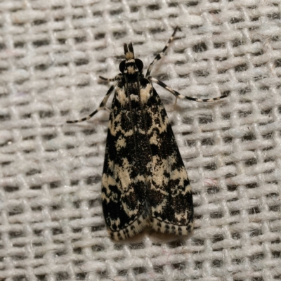 Scoparia exhibitalis (A Crambid moth) at Harrison, ACT - 13 Mar 2024 by DPRees125
