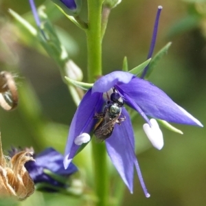 Lasioglossum (Homalictus) urbanum at Hall, ACT - 14 Mar 2024