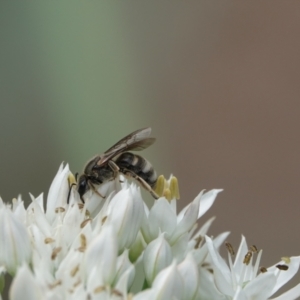 Lasioglossum (Chilalictus) sp. (genus & subgenus) at Hall, ACT - 14 Mar 2024 10:27 AM