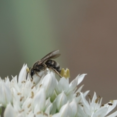 Lasioglossum (Chilalictus) sp. (genus & subgenus) (Halictid bee) at Hall, ACT - 13 Mar 2024 by Anna123