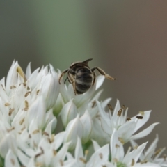 Lasioglossum (Chilalictus) sp. (genus & subgenus) at Hall, ACT - 14 Mar 2024 10:27 AM