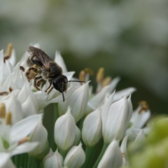 Lasioglossum (Chilalictus) sp. (genus & subgenus) at Hall, ACT - 14 Mar 2024