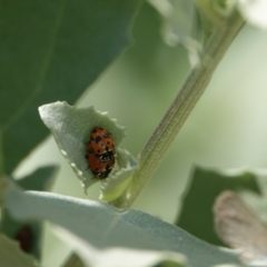 Hippodamia variegata (Spotted Amber Ladybird) at Hall, ACT - 14 Mar 2024 by Anna123
