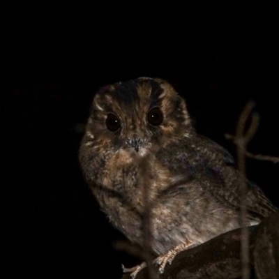 Aegotheles cristatus (Australian Owlet-nightjar) at Deakin, ACT - 12 Mar 2024 by Ct1000