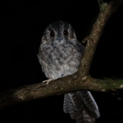 Aegotheles cristatus at Red Hill Nature Reserve - 12 Mar 2024