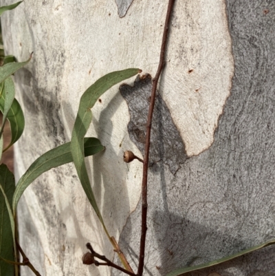 Eucalyptus mannifera subsp. mannifera (Brittle Gum) at Page, ACT - 14 Mar 2024 by JohnGiacon