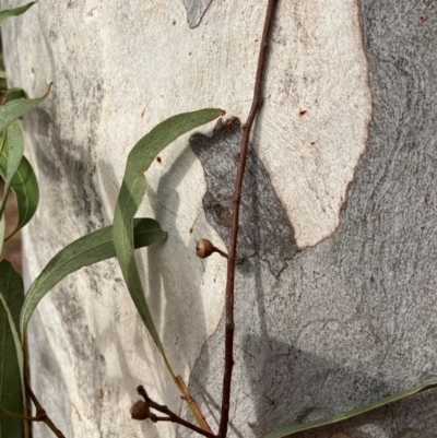 Eucalyptus mannifera subsp. mannifera (Brittle Gum) at Page, ACT - 13 Mar 2024 by JohnGiacon