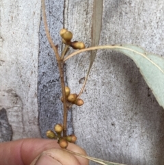 Eucalyptus mannifera subsp. mannifera at Page, ACT - 14 Mar 2024