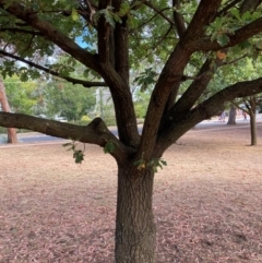 Quercus robur (English Oak) at Page, ACT - 13 Mar 2024 by JohnGiacon