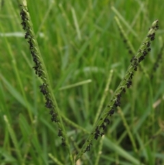 Paspalum distichum (Water Couch) at Umbagong District Park - 9 Mar 2024 by pinnaCLE
