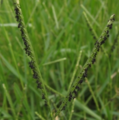 Paspalum distichum (Water Couch) at Umbagong District Park - 9 Mar 2024 by pinnaCLE