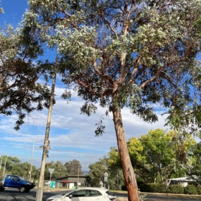 Eucalyptus cinerea (Argyle Apple) at Page, ACT - 13 Mar 2024 by JohnGiacon
