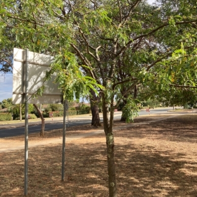 Gleditsia triacanthos (Honey Locust, Thorny Locust) at Page, ACT - 14 Mar 2024 by JohnGiacon