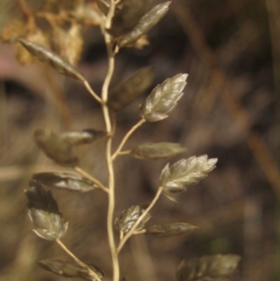 Eragrostis cilianensis (Stinkgrass) at Latham, ACT - 9 Mar 2024 by pinnaCLE