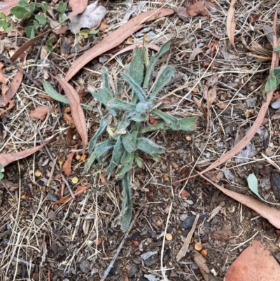 Plantago lanceolata (Ribwort Plantain, Lamb's Tongues) at Page, ACT - 13 Mar 2024 by JohnGiacon