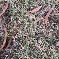 Cynodon dactylon (Couch Grass) at Page, ACT - 14 Mar 2024 by JohnGiacon