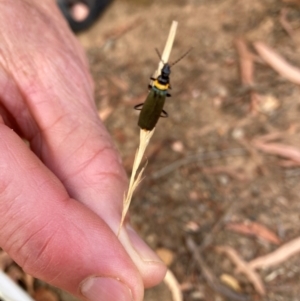 Chauliognathus lugubris at Page, ACT - 14 Mar 2024 09:55 AM