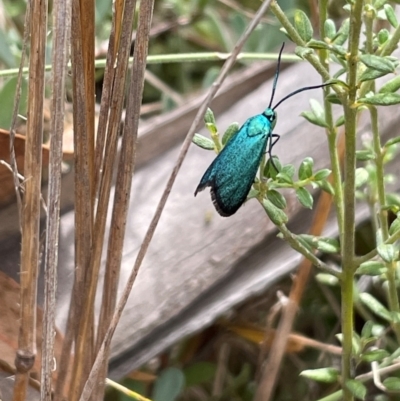 Pollanisus (genus) (A Forester Moth) at Namadgi National Park - 13 Mar 2024 by nathkay