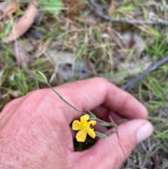 Hypericum gramineum (Small St Johns Wort) at Namadgi National Park - 13 Mar 2024 by nathkay