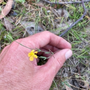 Hypericum gramineum at Namadgi National Park - 13 Mar 2024