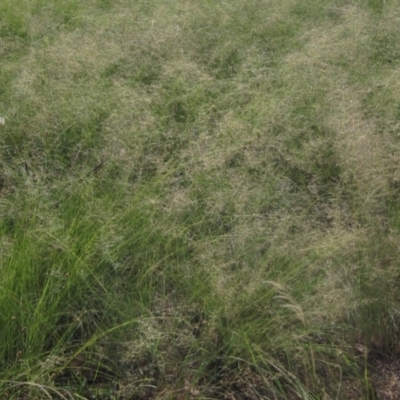 Eragrostis curvula (African Lovegrass) at Holt, ACT - 23 Feb 2024 by pinnaCLE