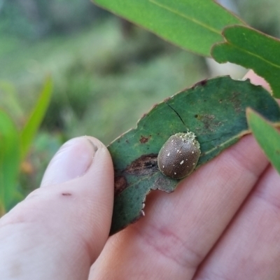 Paropsis aegrota (Eucalyptus Tortoise Beetle) at QPRC LGA - 10 Mar 2024 by clarehoneydove