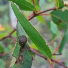 Paropsis aegrota at QPRC LGA - 10 Mar 2024