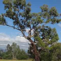 Eucalyptus melliodora (Yellow Box) at Holt, ACT - 23 Feb 2024 by pinnaCLE