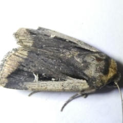 Proteuxoa tortisigna (Streaked Rictonis Moth) at Emu Creek - 13 Mar 2024 by JohnGiacon