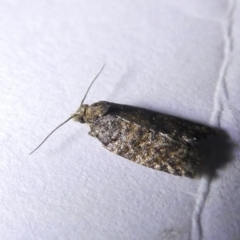 Isochorista panaeolana (A Tortricid moth) at Emu Creek - 13 Mar 2024 by JohnGiacon