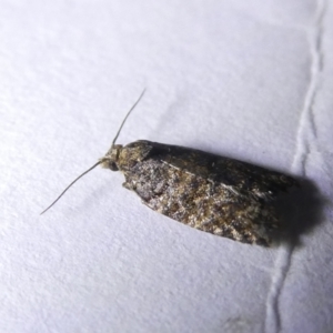 Isochorista panaeolana at Emu Creek Belconnen (ECB) - 13 Mar 2024