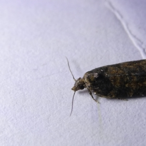 Isochorista panaeolana at Emu Creek Belconnen (ECB) - 13 Mar 2024