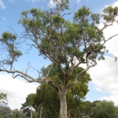 Eucalyptus blakelyi (Blakely's Red Gum) at Higgins, ACT - 27 Feb 2024 by pinnaCLE
