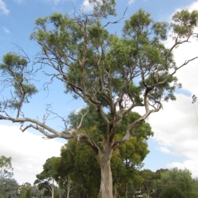 Eucalyptus blakelyi (Blakely's Red Gum) at Higgins, ACT - 27 Feb 2024 by pinnaCLE