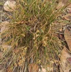 Juncus homalocaulis at Higgins, ACT - 27 Feb 2024