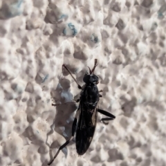 Exaireta spinigera (Garden Soldier Fly) at Watson, ACT - 14 Mar 2024 by AniseStar
