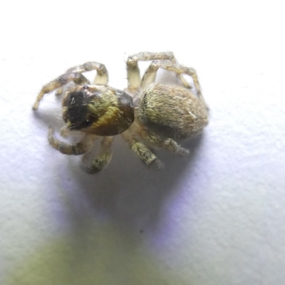 Maratus griseus (Jumping spider) at Flea Bog Flat to Emu Creek Corridor - 13 Mar 2024 by JohnGiacon