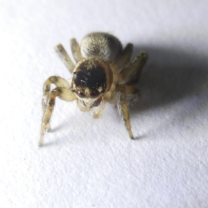 Maratus griseus at Emu Creek Belconnen (ECB) - 13 Mar 2024 04:32 PM